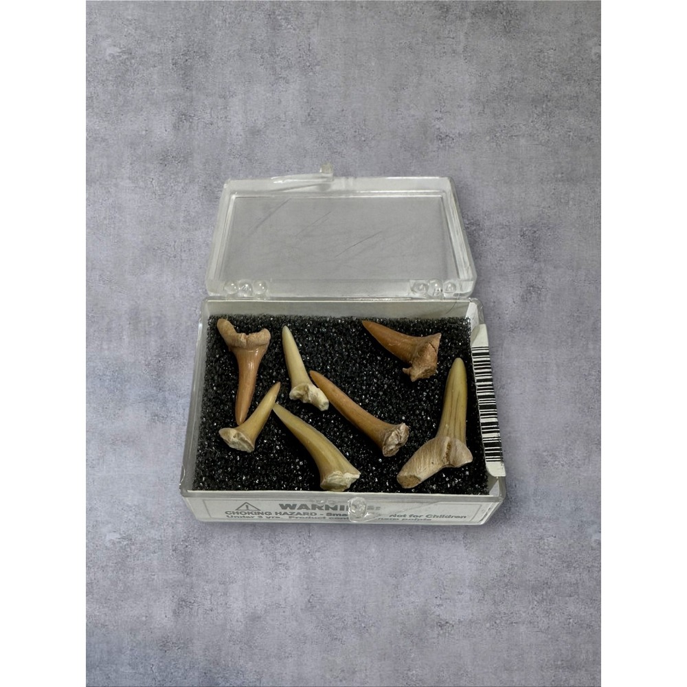 GeoCentral Shark Tooth Fossils Morocco 6pc Set Clear Case STGSY